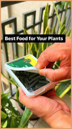 Plant Growth Fertilizer Sticks Buy 1 Get 1
